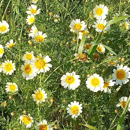 Casa Raios De Sol Prázdninový dům Burgau